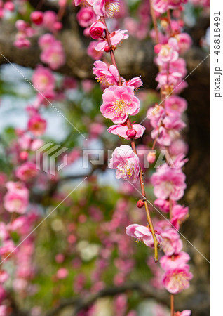 太宰府天満宮の梅の花の写真素材