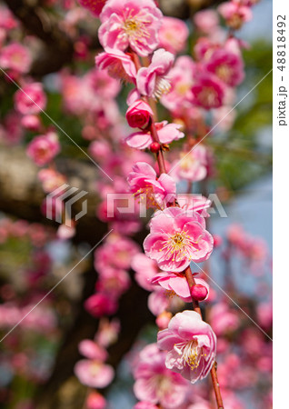 太宰府天満宮の梅の花 48818492