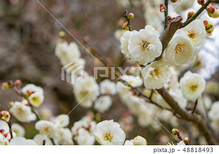 太宰府天満宮の梅の花 48818493