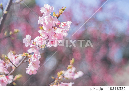 河津桜 河津桜 48818522