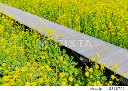 一面の菜の花　静岡県賀茂郡南伊豆町　みなみの桜と菜の花まつり 48818701