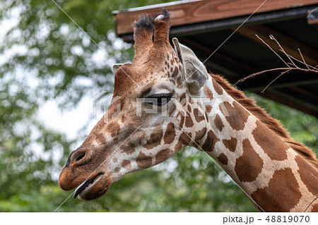 キリンのポートレートの写真素材