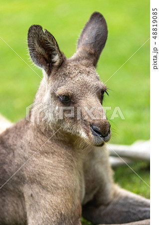 カンガルーのポートレート カンガルーのポートレート 48819085