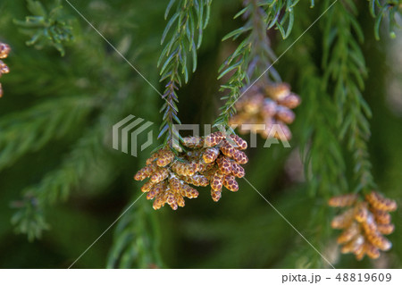 杉の雄花 48819609