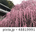 八木のしだれ梅 48819991