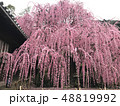 八木のしだれ梅 48819992