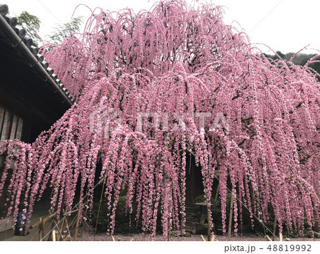 八木のしだれ梅 48819992