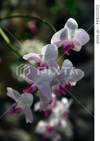 胡蝶蘭の花 胡蝶蘭の花 48820203