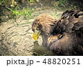 ワシの水飲み 48820251