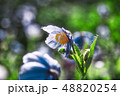 青いケシの花 48820254