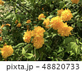 ヤマブキ 48820733