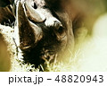 天王寺動物園のサイ 48820943