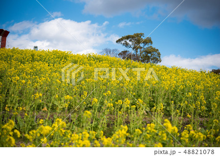 神戸総合運動公園の菜の花 神戸総合運動公園の菜の花 48821078