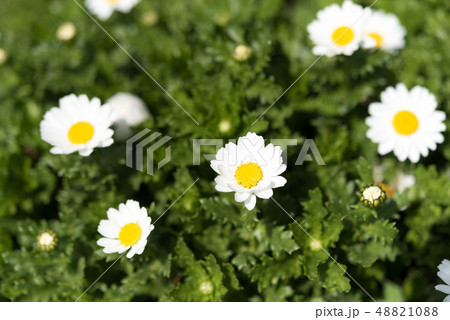 花壇の白い花 花壇の白い花 48821088