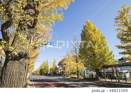 東京都八王子市の風景 11月 紅葉 甲州街道 国道20号 イチョウ並木 東京都八王子市の風景 11月 紅葉 甲州街道 国道20号 イチョウ並木 48821569