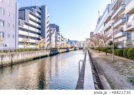 東京の春　木場、大横川沿いの桜並木 48821730