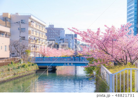 東京の春　木場、大横川沿いの桜並木 48821731