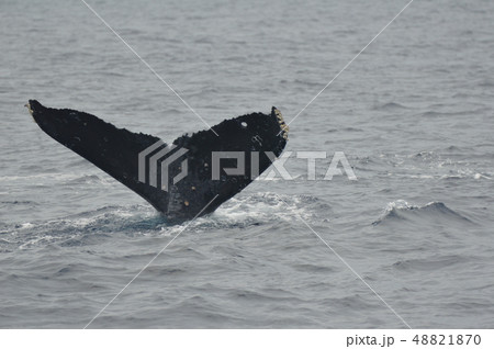 ザトウクジラの尻尾（慶良間諸島 近海／沖縄県） 48821870