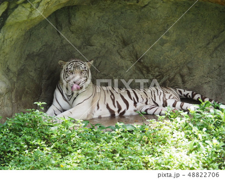 White Bengal Tiger resting in a zoo. 48822706