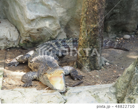 Close up Siamese Crocodile with open mouth. 48822710