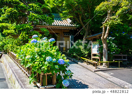 鎌倉 報国寺 紫陽花の咲く山門 鎌倉 報国寺 紫陽花の咲く山門 48822812
