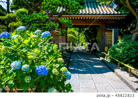 鎌倉 報国寺 紫陽花の咲く山門 48822813