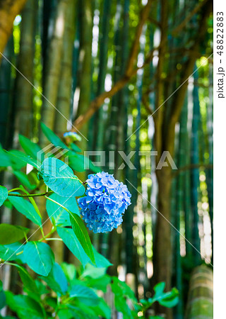 鎌倉 報国寺 竹の庭に咲く紫陽花 鎌倉 報国寺 竹の庭に咲く紫陽花 48822883
