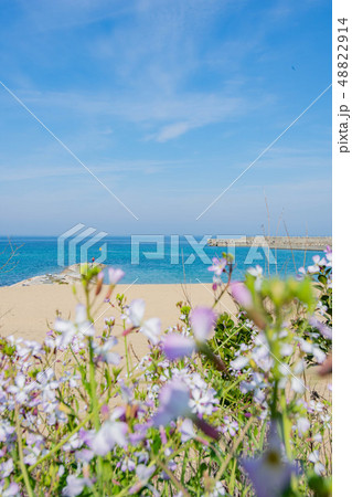 海岸沿いのハマダイコン 48822914