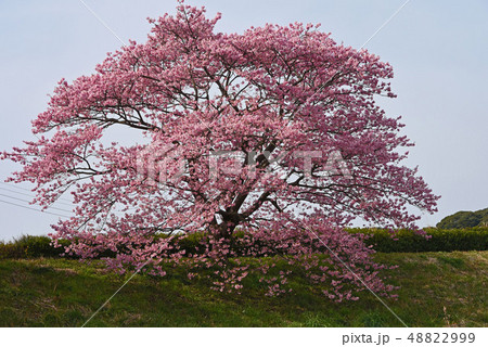 河津桜 48822999