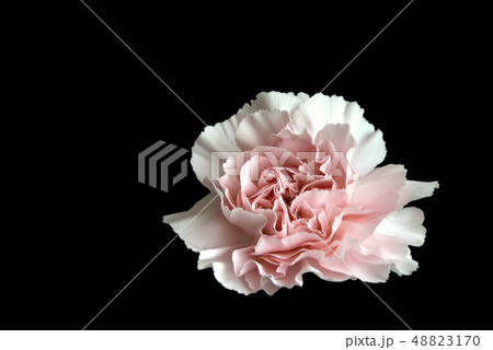 gillyflower 48823170