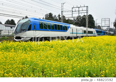 しまかぜと菜の花畑 しまかぜと菜の花畑 48823592