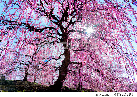 しだれ梅 48823599