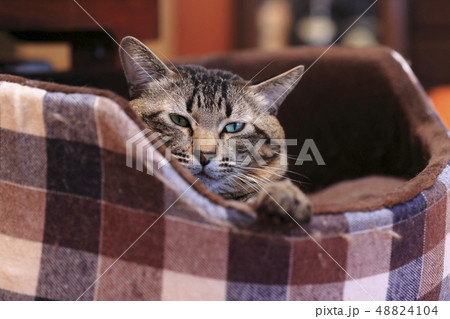 猫ベットのネコ 猫ベットのネコ 48824104