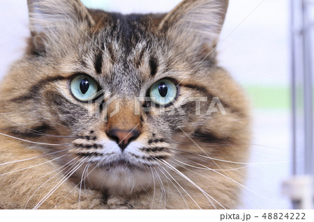 ネコの顔アップ 48824222