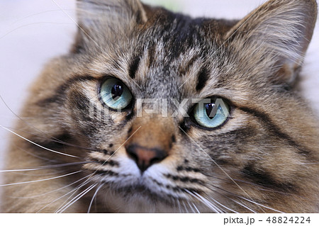 ネコの顔アップ ネコの顔アップ 48824224
