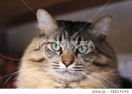ネコの顔アップ 48824349