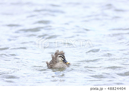 カルガモ 48824404