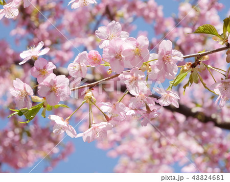 河津桜 河津桜 48824681