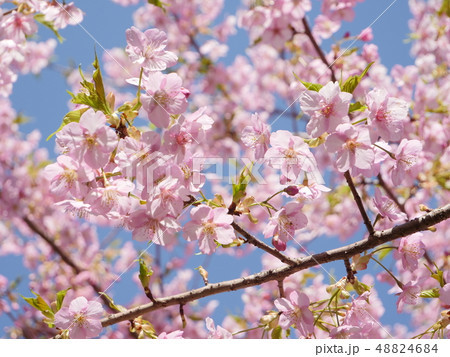 河津桜 河津桜 48824684
