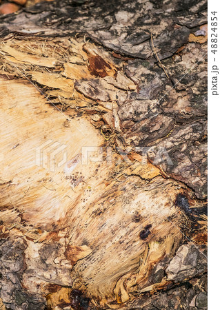 Tree bark detail and texture 48824854