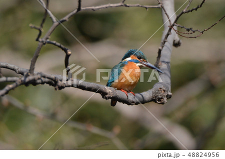 渓流の宝石「カワセミ(オス)」（根川緑道･立川公園／東京都立川市） 48824956