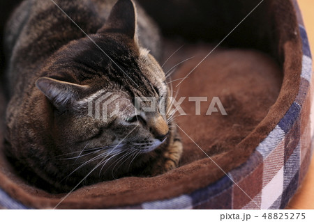 猫ベットのネコ 48825275
