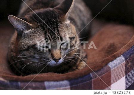 猫ベットのネコ 猫ベットのネコ 48825278
