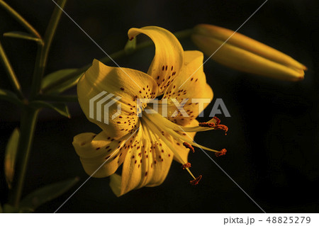 Beautiful orange flowers create a great sunny mood 48825279