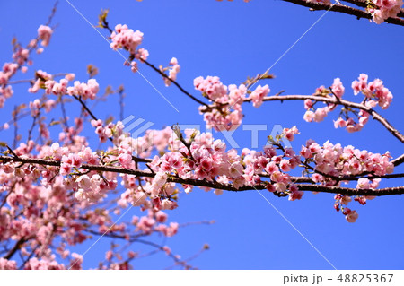 【千葉県南房総】河津桜の写真１ 48825367