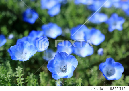 ネモフィラ 48825515