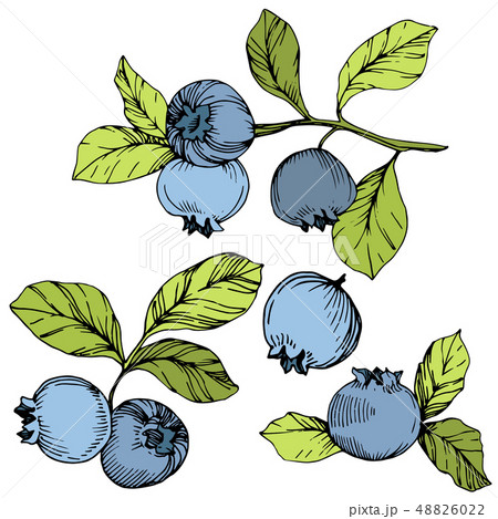 Vector Blueberry green and blue engraved ink art. Berries and green leaves. Isolated blueberry 48826022