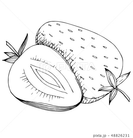 Vector Strawberry healthy food. Black and white engraved ink art. Isolated berry illustration 48826231