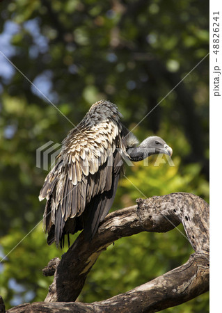 Indian vulture, Bandhavgarh national park, India Indian vulture, Bandhavgarh national park, India 48826241