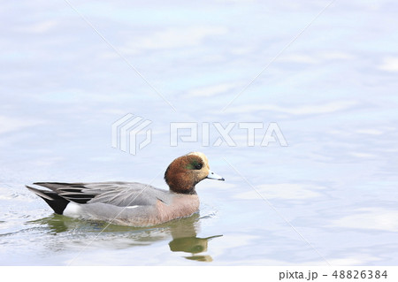 ヒドリガモ 48826384
